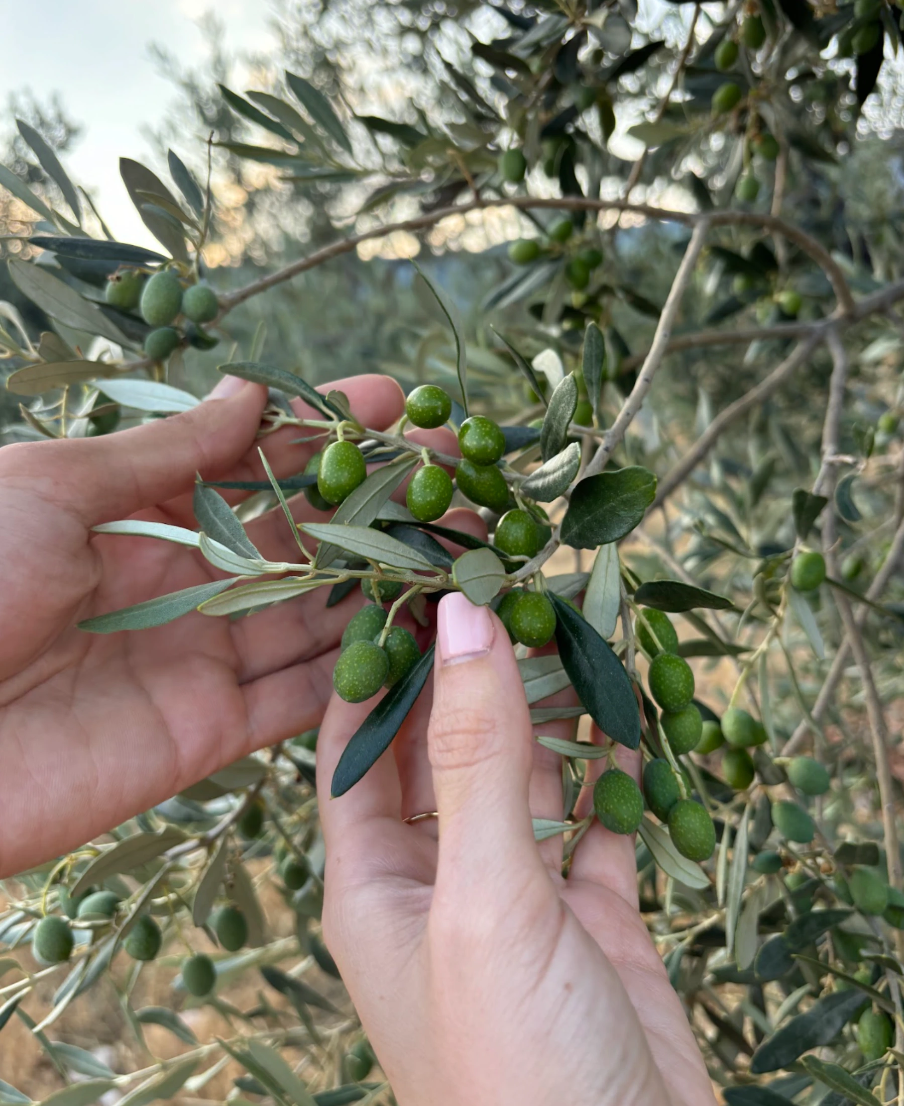 Ancient olive tree in Ermionida, Greece